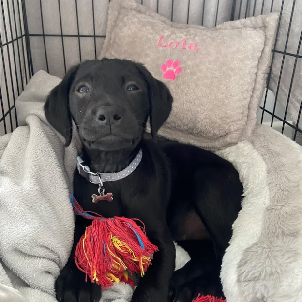 Personalized Warm Pet Pillow for Comfort & Unique | BKPet21