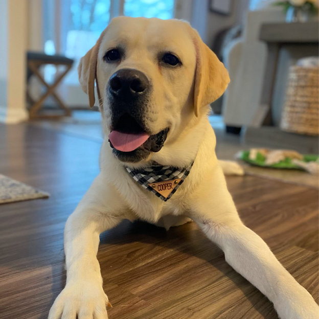 Personalized Plaid Dog Bandana for Comfort & Unique | BKPet42