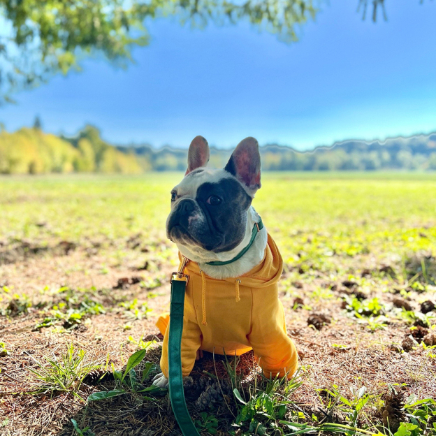 Personalized Halloween Puppy Hoodie for Comfort & Unique | CWHalloween56