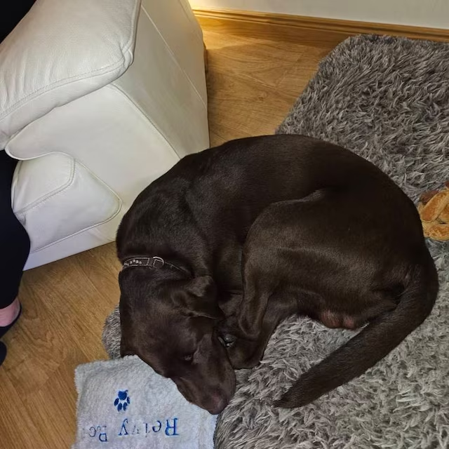 Personalized Warm Pet Pillow for Comfort & Unique | BKPet21