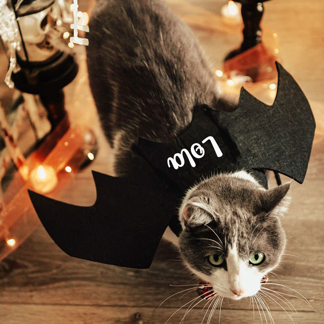 Personalized Halloween Bat Wings For Pets | MNHalloween17