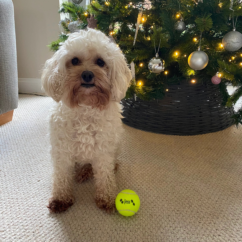 Personalized Pet Tennis Ball Toy | BKPet137