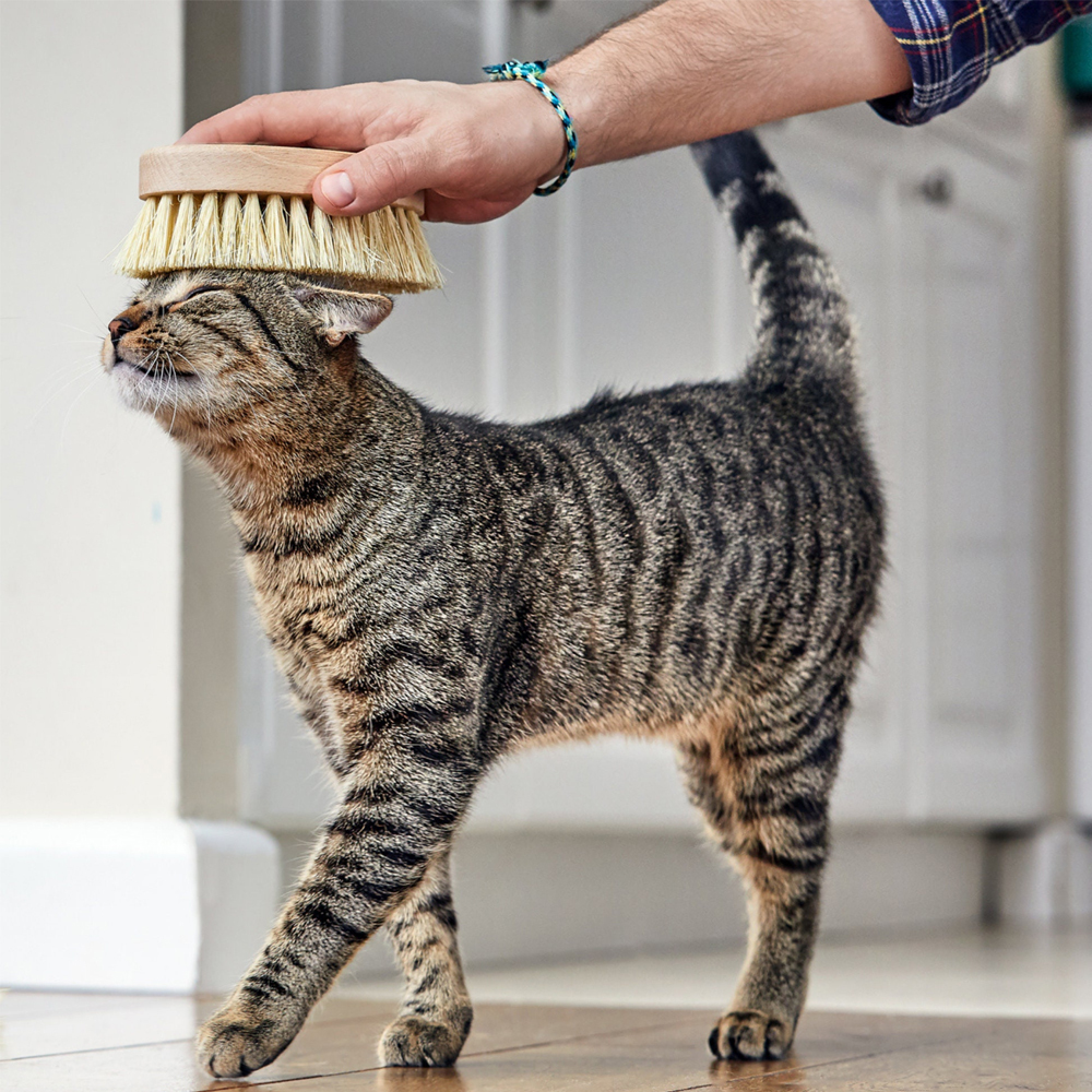 Personalized Pet Natural Beech Wooden Cut Brush | BKPet141