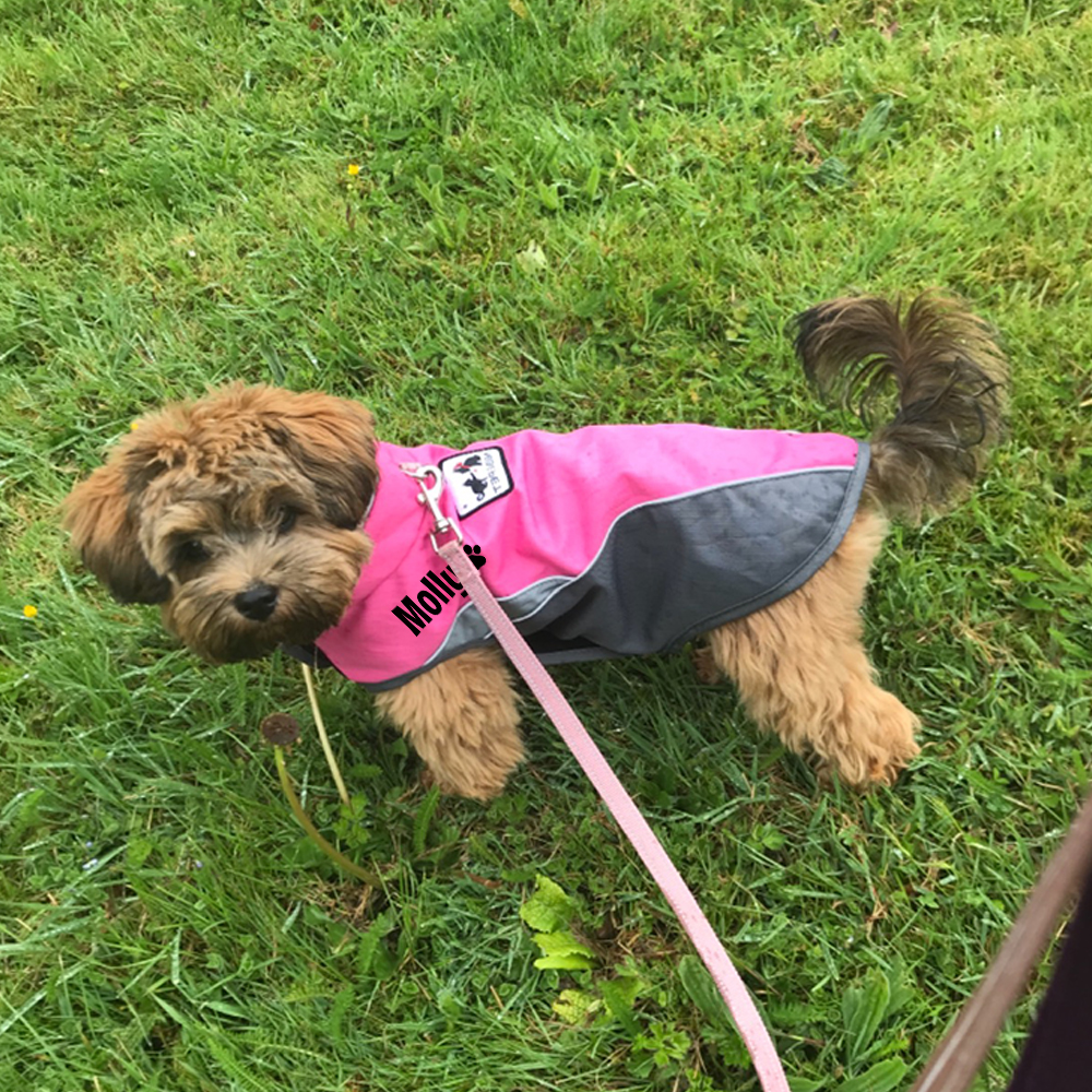 Personalized Pet Outdoor Windproof Vest | BKPet347