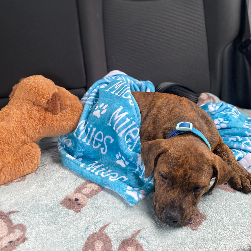 Personalized Lovely Pet Blanket for Comfort & Unique | BKPet01