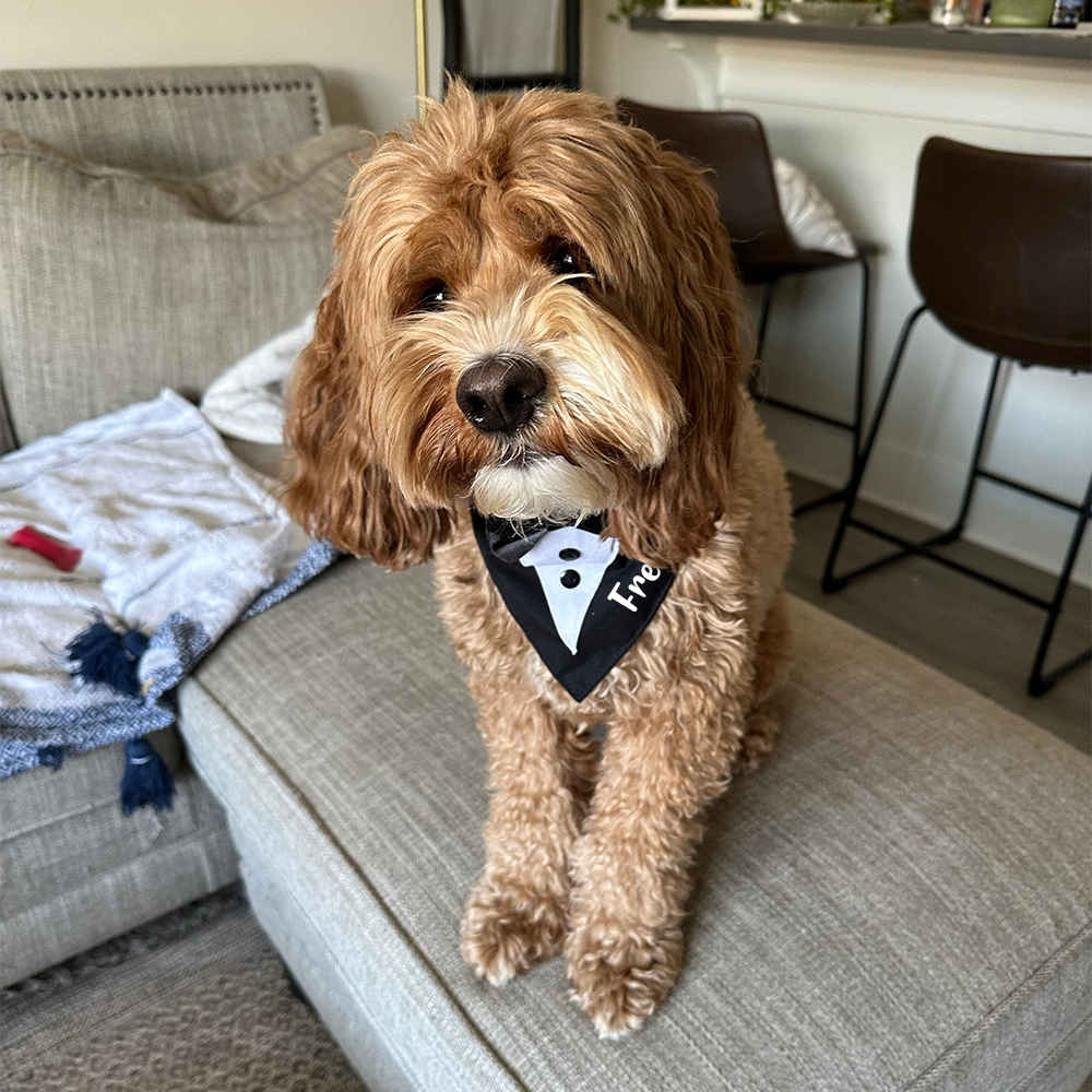 Personalized Wedding Pet Bow Tuxedo Suit | BKPet157