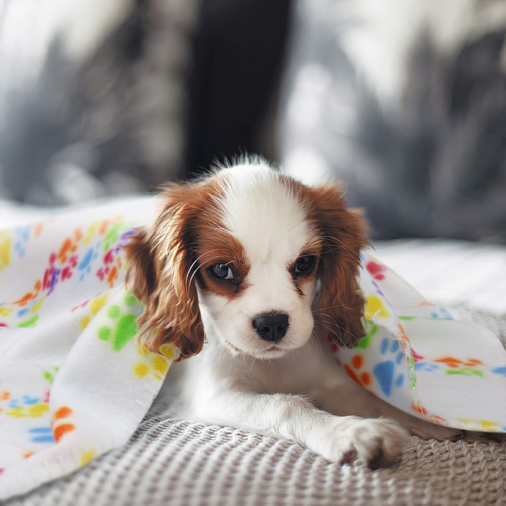 Personalized Warm Pet Blanket for Comfort & Unique | BKPet40