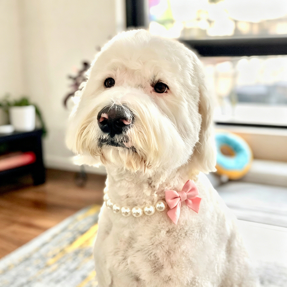 Personalized Handmade Pearl Pet Necklace with Bow | BKPet463