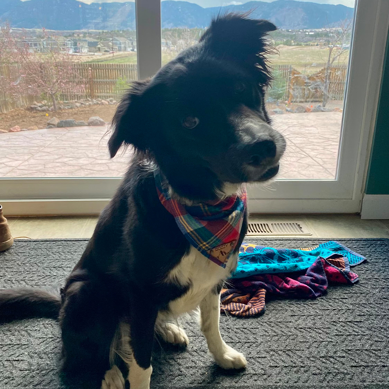 Personalized Plaid Dog Bandana for Comfort & Unique | BKPet42