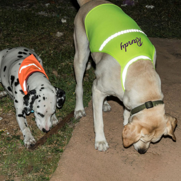 Personalized Pet Reflective Safety Bandana & Vest Set | BKPet163