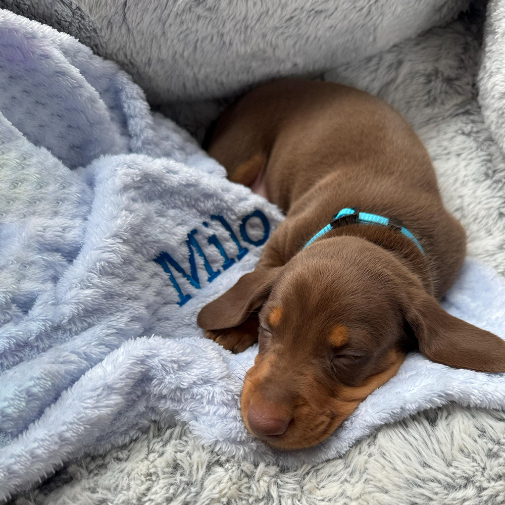 Personalized Embroidered Pet Soft Waffle Blanket | BKPet197