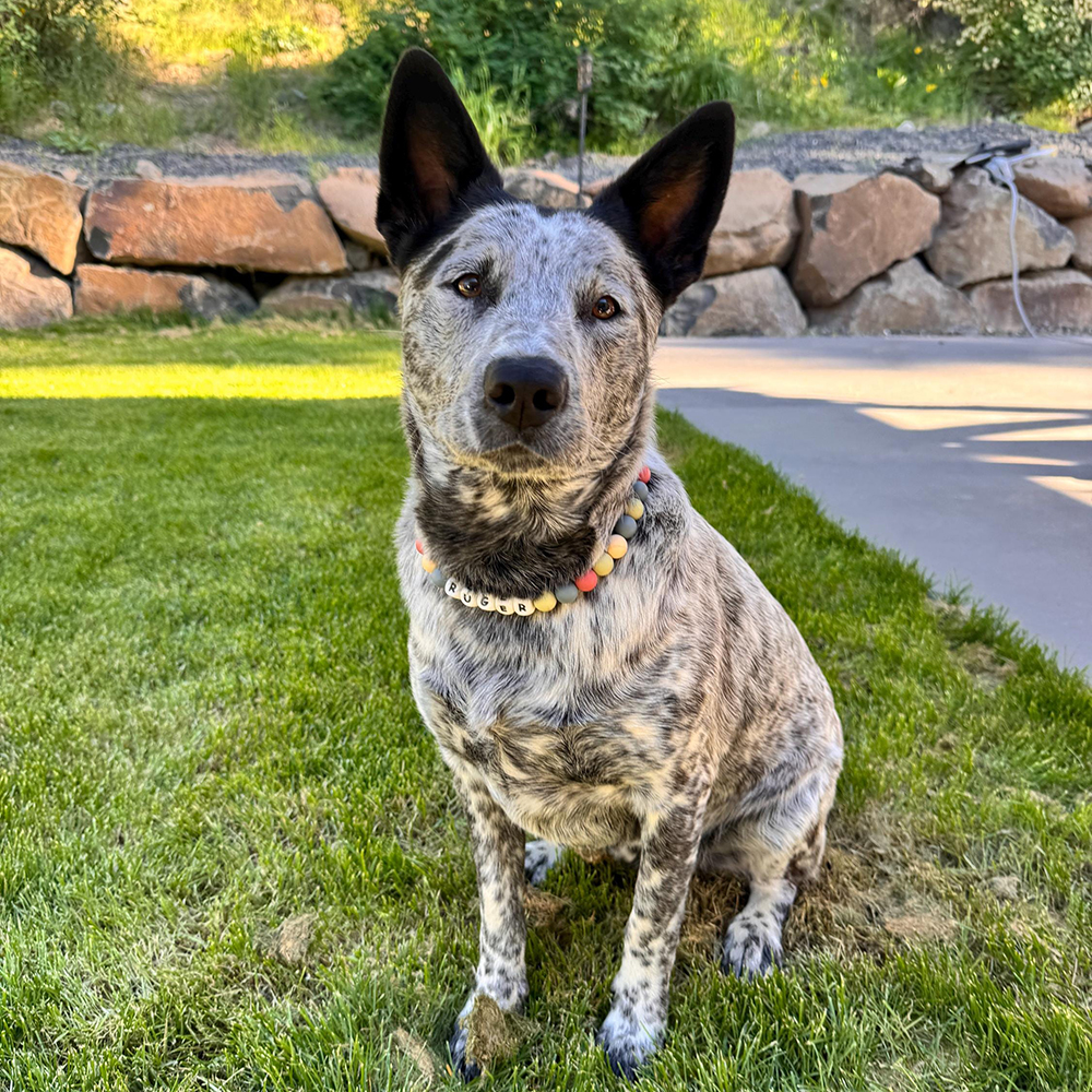 Personalized Handmade Beaded Adjustable Buckle Dog Collar | BKPet221