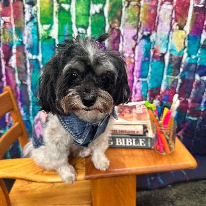 Personalized Hand Patch Pets Denim Jacket with TUTU Skirt | BKPet424