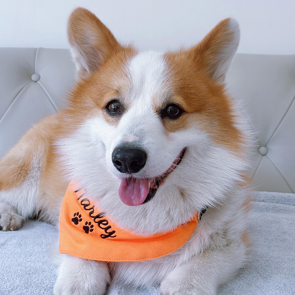 Personalized Embroidered Adjustable Dog Bandana | BKPet166