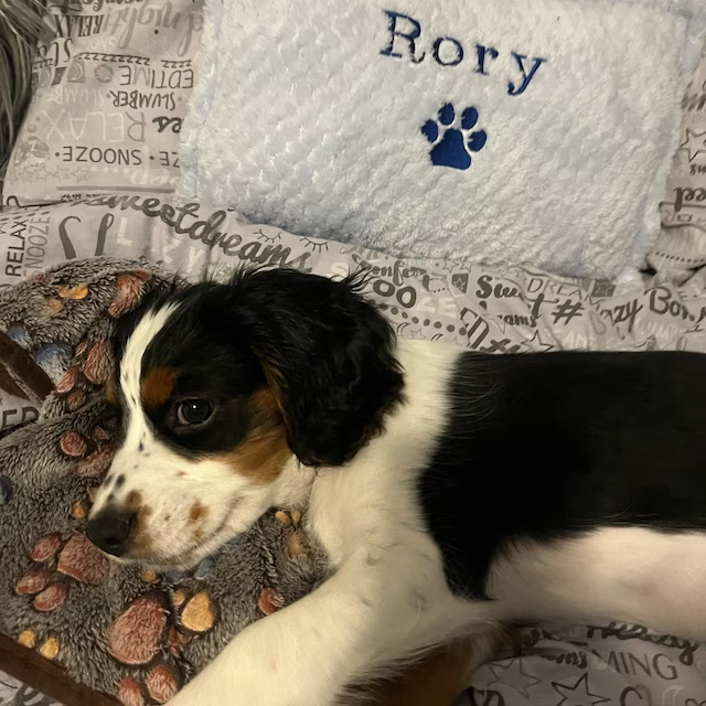 Personalized Warm Pet Pillow for Comfort & Unique | BKPet21