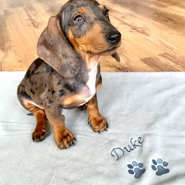 Personalized Warm Pet Blanket for Comfort & Unique | BKPet18