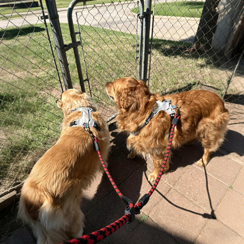 Double Dog Leash Tangle Free for Two Dogs | MNAccs90