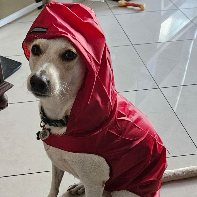 Personalized Pets Waterproof and Reflective Raincoat | BKPet270