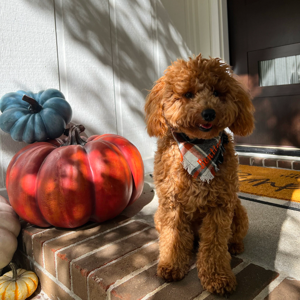 Personalized Autumn Dog Bandana for Comfort & Unique | BKPet19