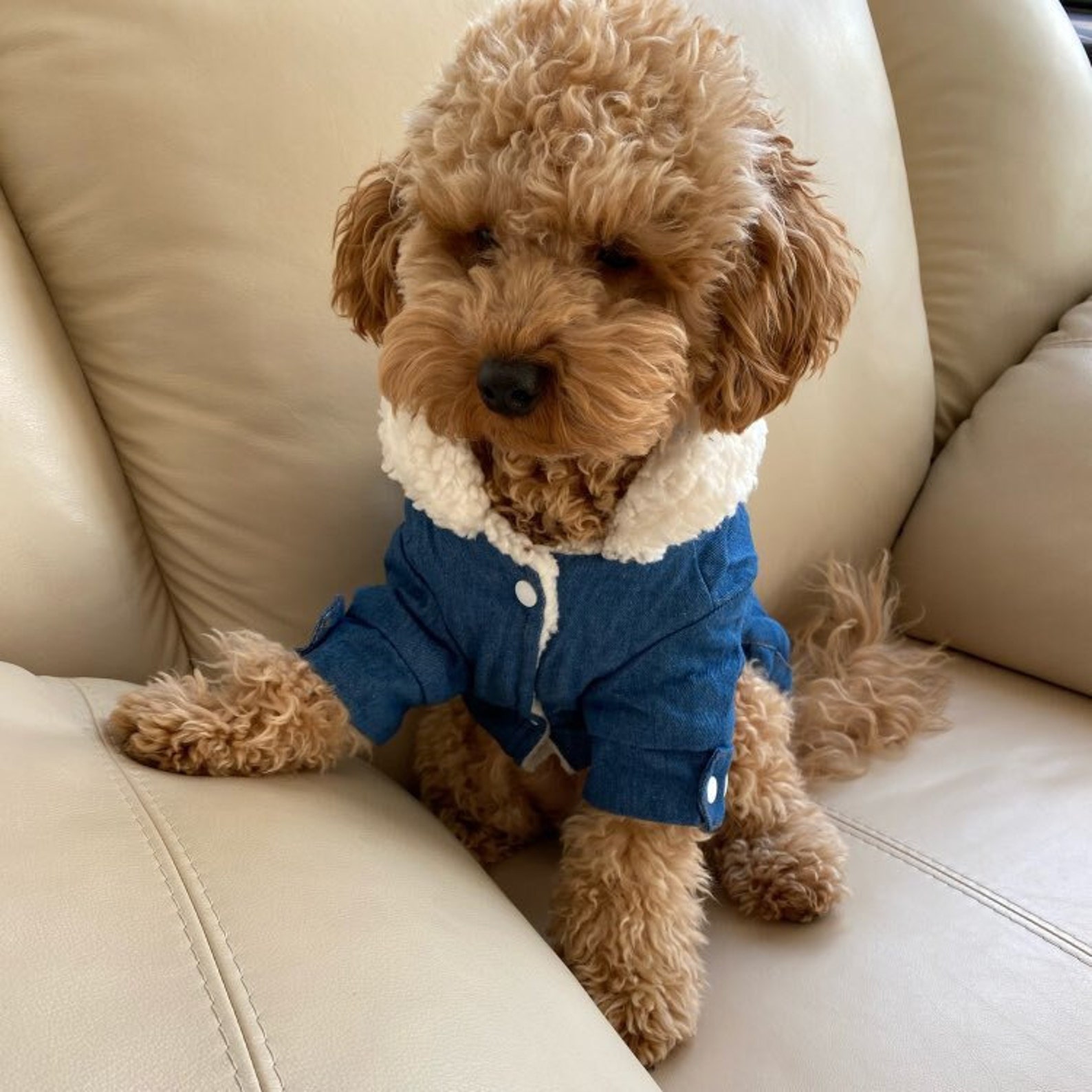 Personalized Leather Patch Pets Warm Denim Jacket | BKPet69