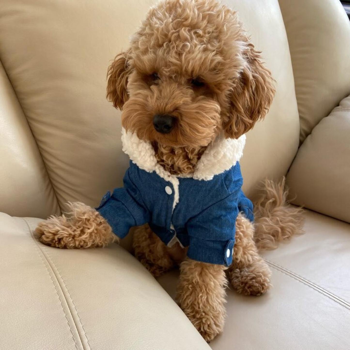 Personalized Leather Patch Pets Warm Denim Jacket | BKPet69