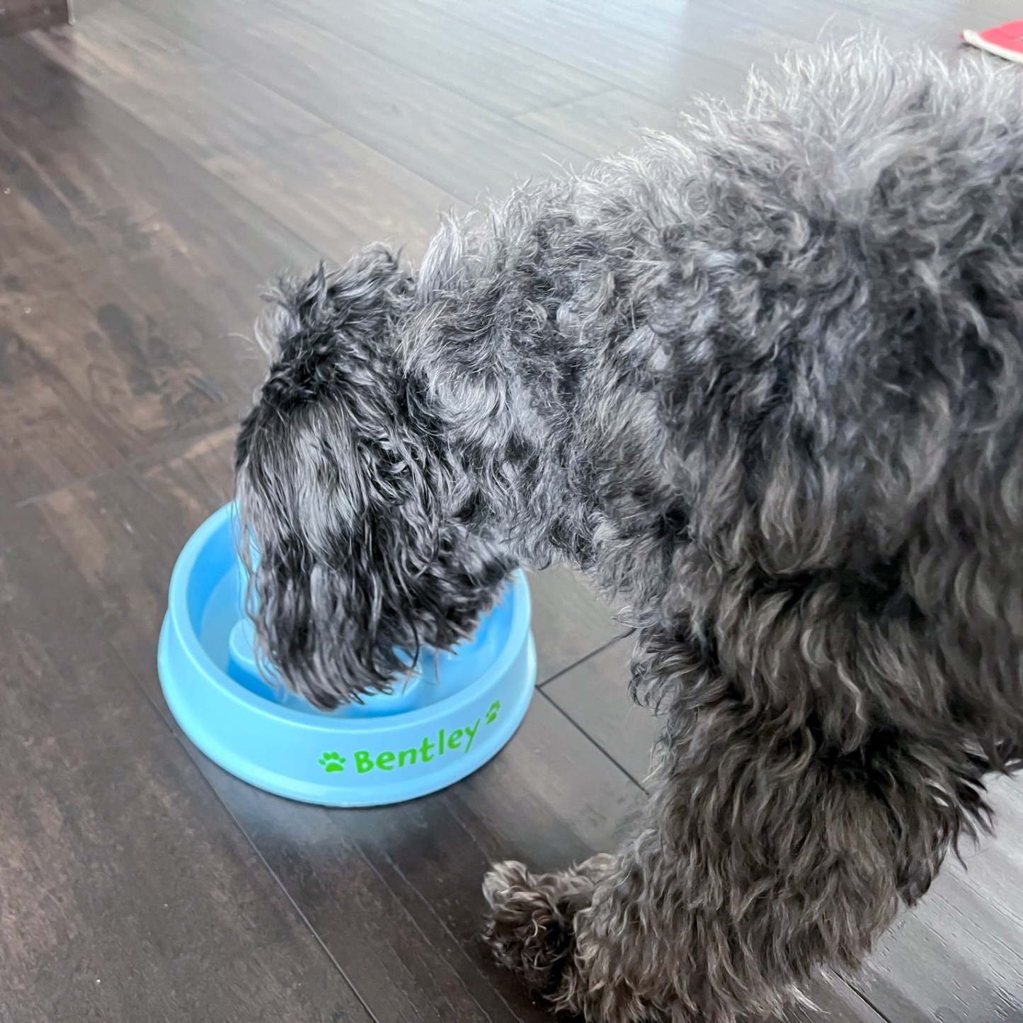 Personalized Anti-Choking Slow Feeder Pet Bowl | BKPet81