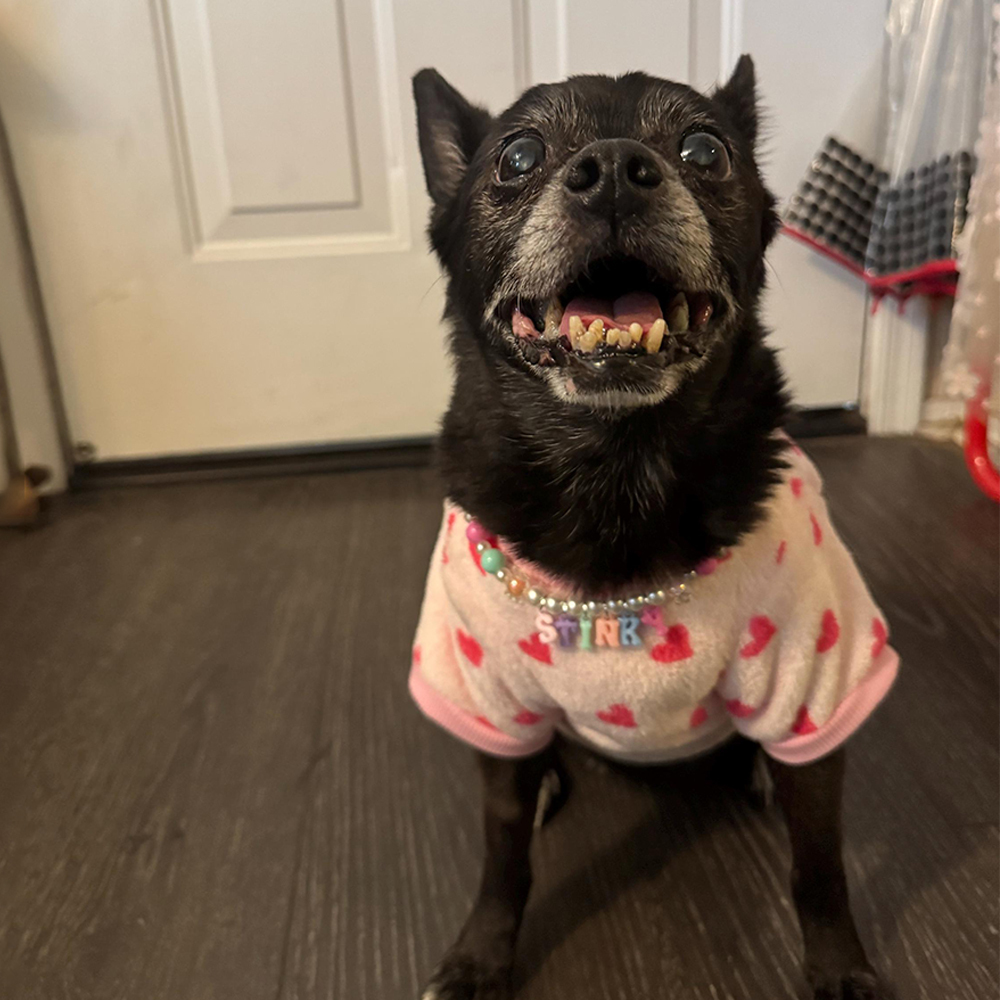 Personalized Handmade Pet Gift Pearl Necklace | BKPet171