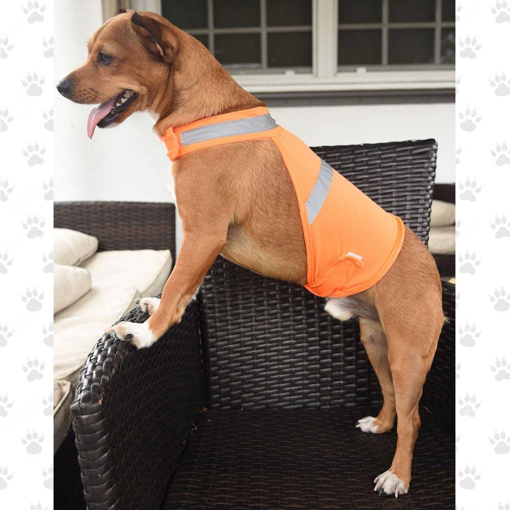 Personalized Pet Reflective Safety Bandana & Vest Set | BKPet163