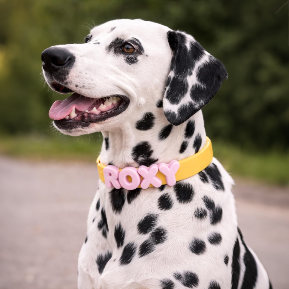 Personalized Silicone Letter Bead Dog Collar | MNAccs109