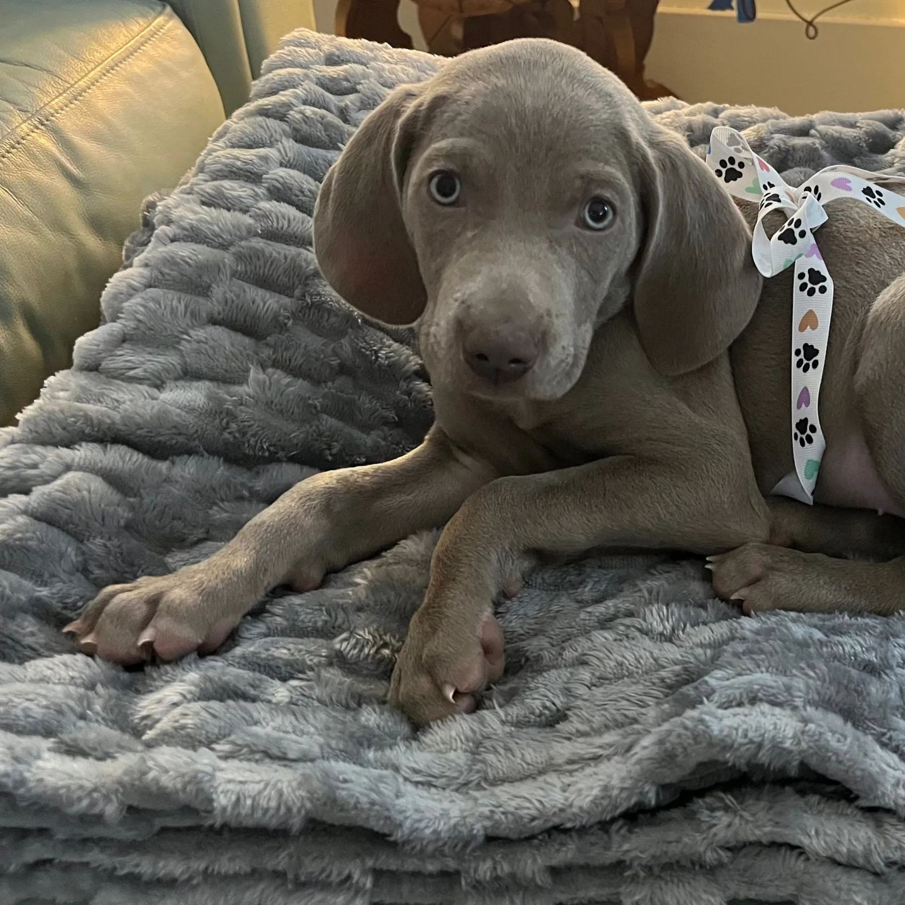 Personalized Plush Fleece Leather Patch Pet Blanket | BKPet75