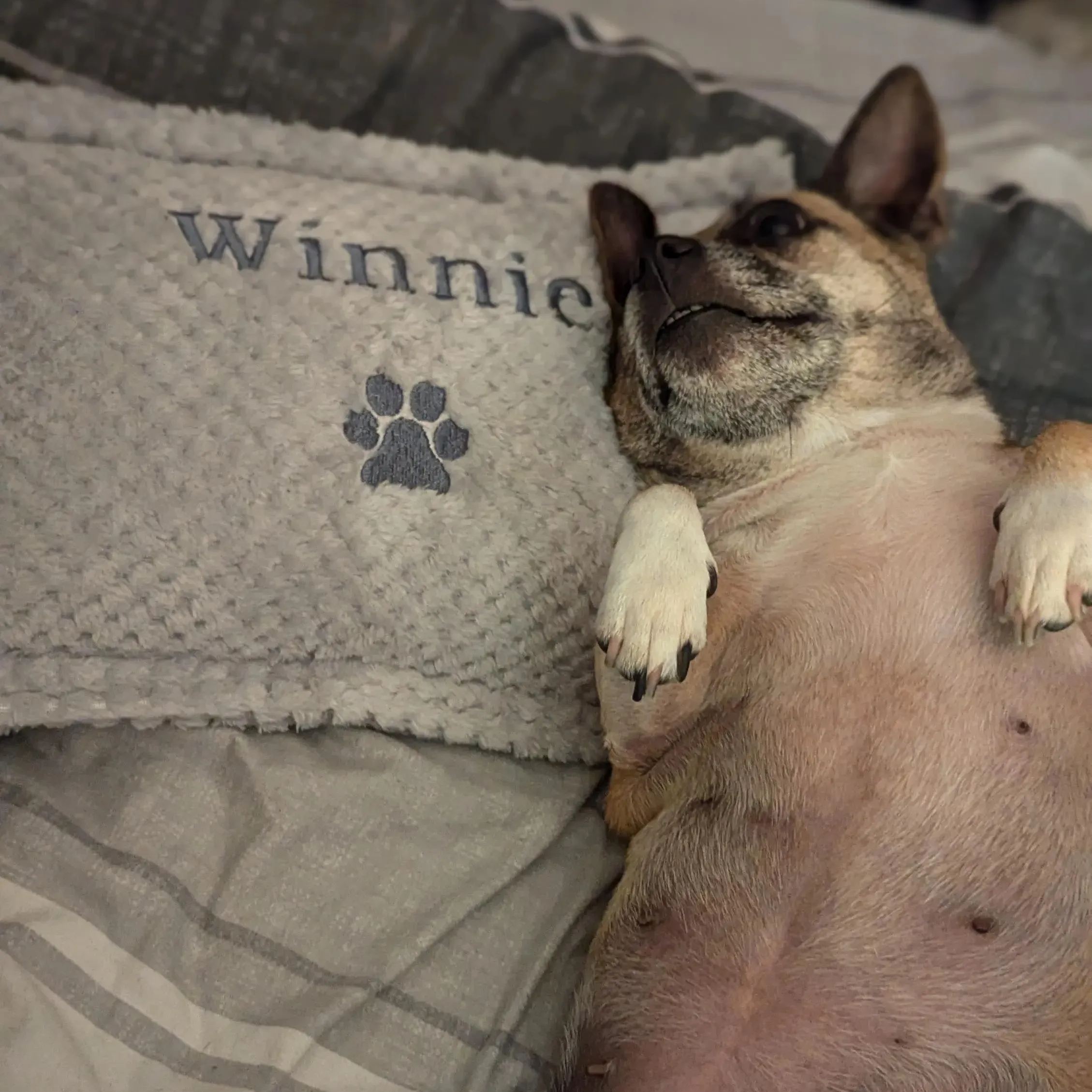 Personalized Warm Pet Pillow for Comfort & Unique | BKPet21