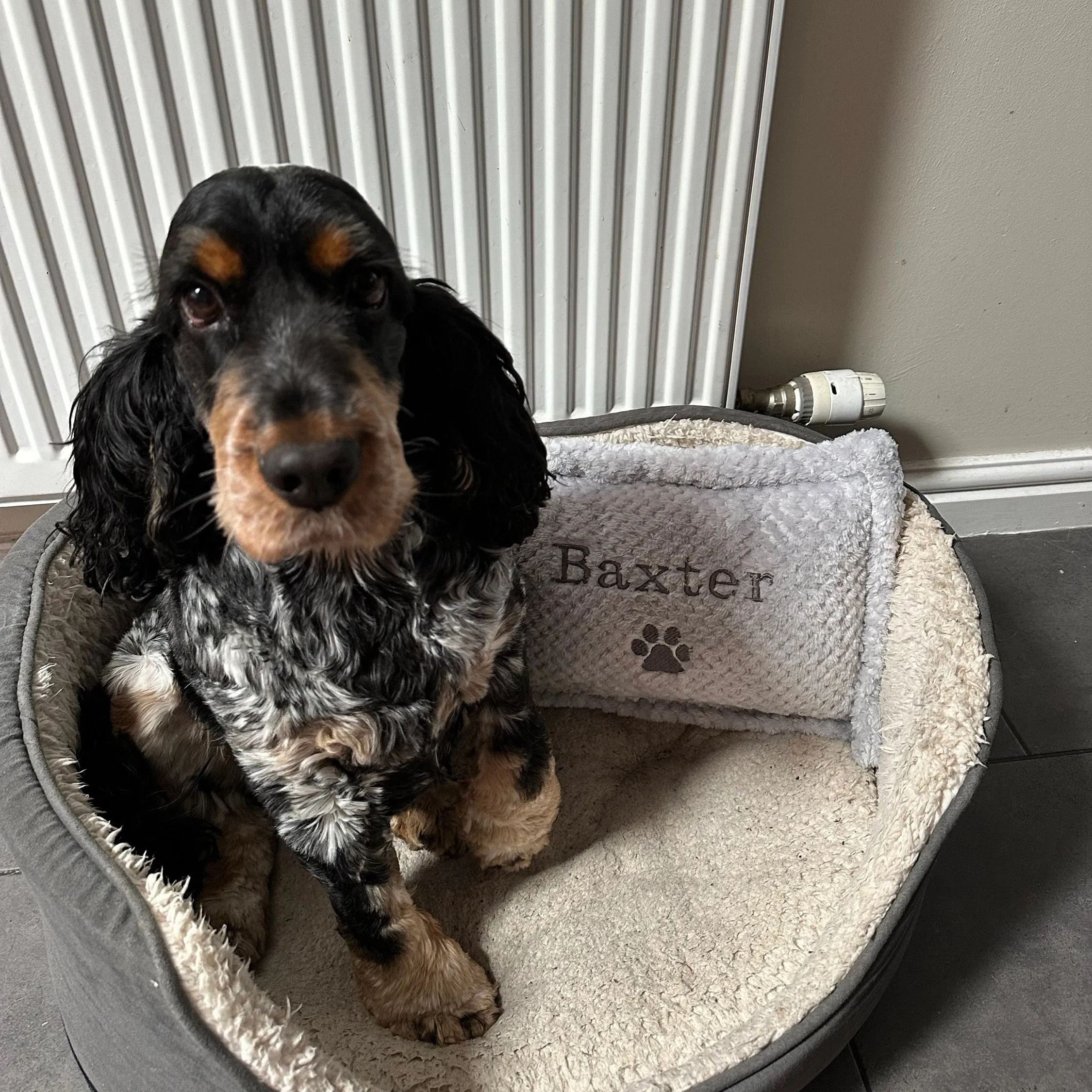 Personalized Warm Pet Pillow for Comfort & Unique | BKPet21