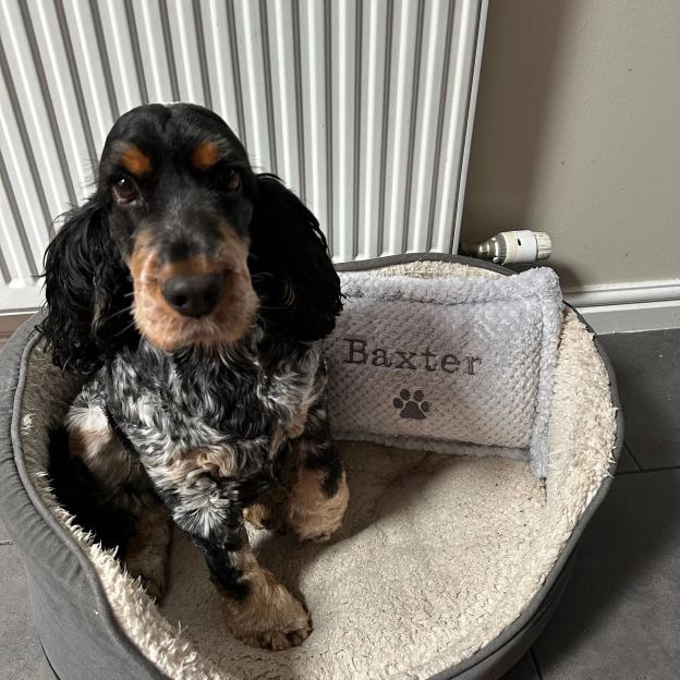 Personalized Warm Pet Pillow for Comfort & Unique | BKPet21