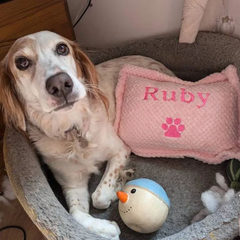 Personalized Warm Pet Pillow for Comfort & Unique | BKPet21