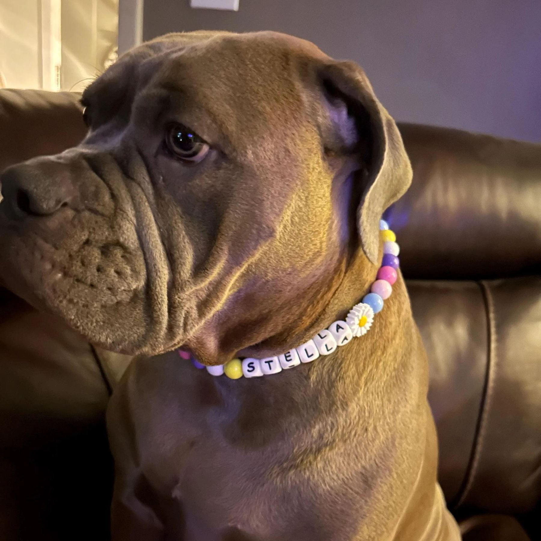 Personalized Handmade Name Dog Collar with Buckle | BKPet143