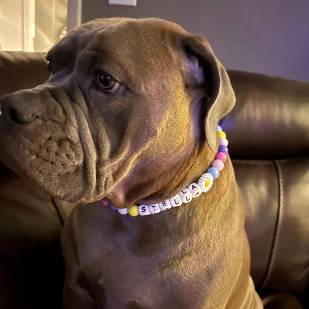 Personalized Handmade Name Dog Collar with Buckle | BKPet143