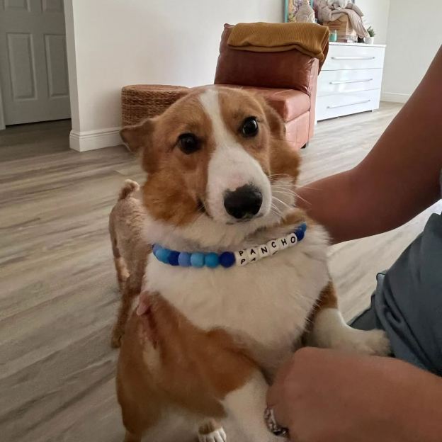 Personalized Handmade Silicone Beads Dog Collar | BKPet144