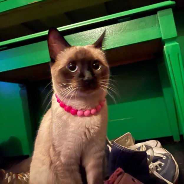 Personalized Handmade Silicone Beads Dog Collar | BKPet144