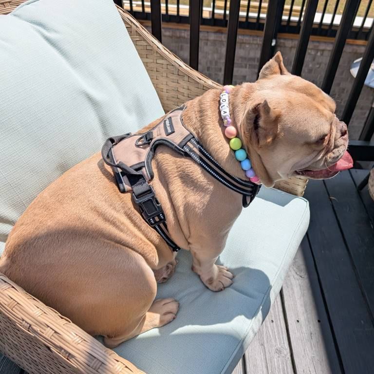 Personalized Handmade Name Dog Collar with Buckle | BKPet143