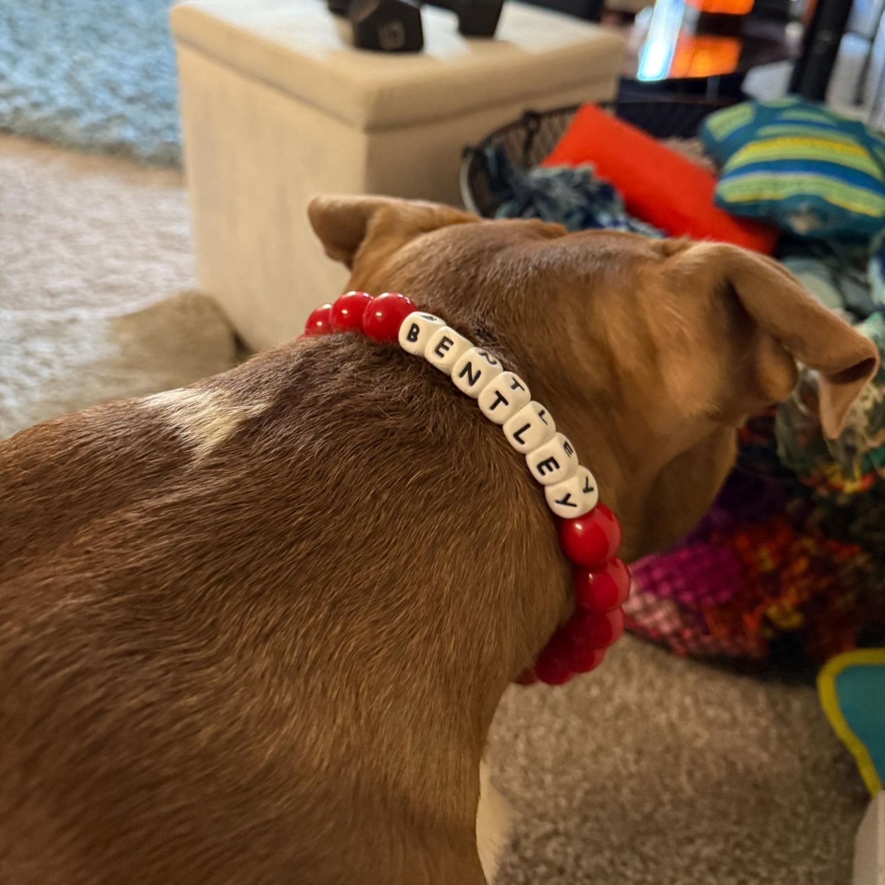Personalized Handmade Name Dog Collar with Buckle | BKPet143