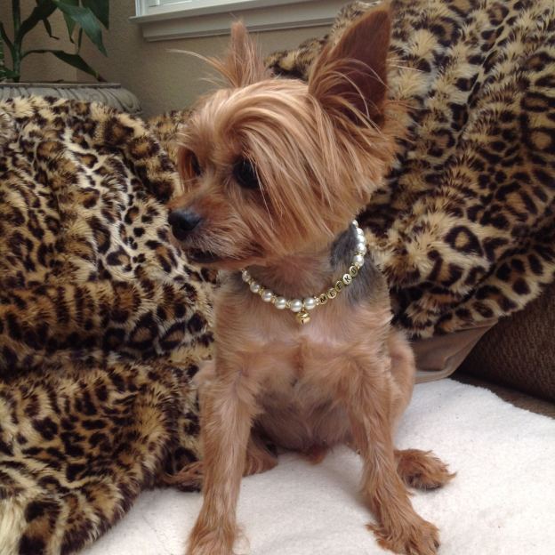 Personalized Handmade Pearl Pet Collar with Name | BKPet193