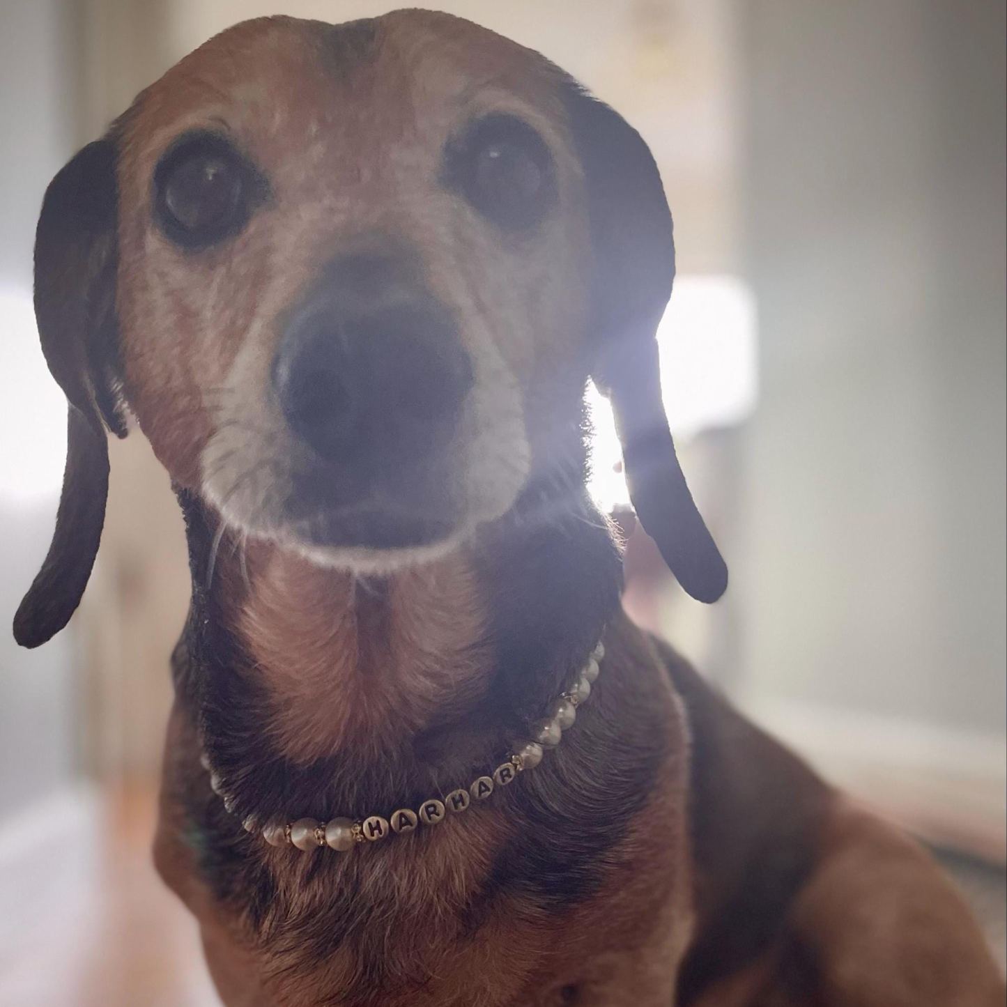 Personalized Handmade Pearl Pet Collar with Name | BKPet193