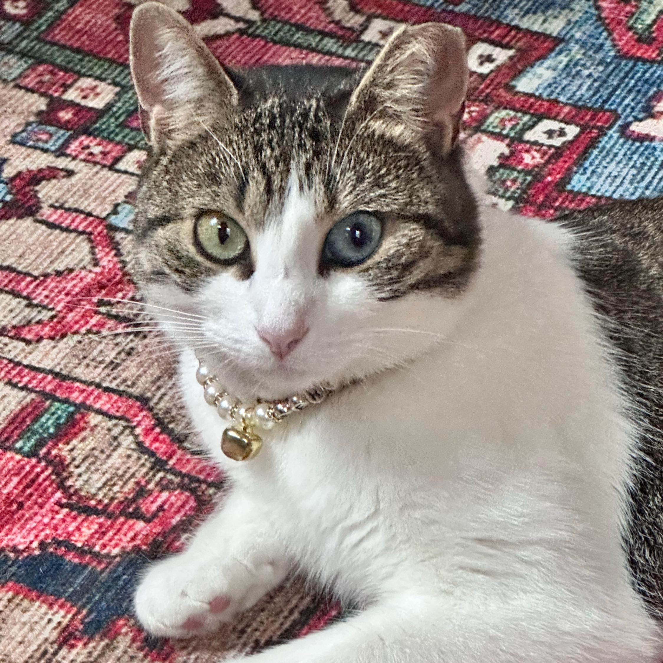 Personalized Handmade Pearl Pet Collar with Name | BKPet193