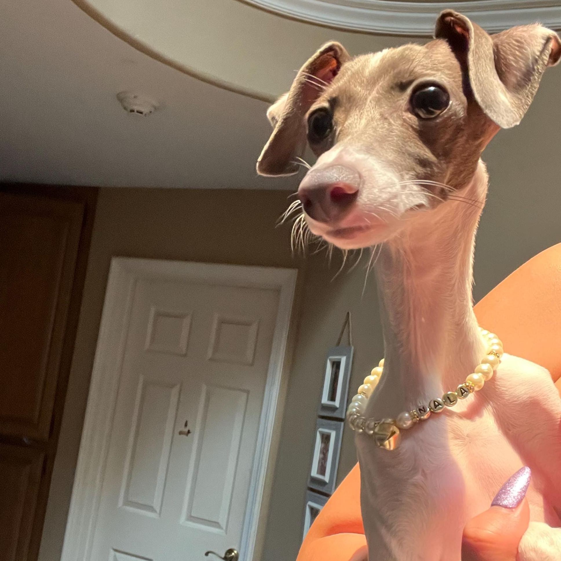 Personalized Handmade Pearl Pet Collar with Name | BKPet193