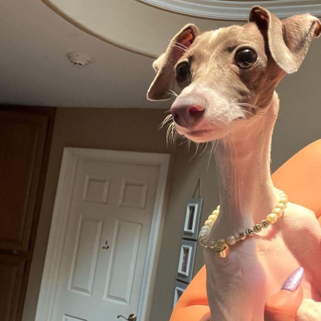 Personalized Handmade Pearl Pet Collar with Name | BKPet193