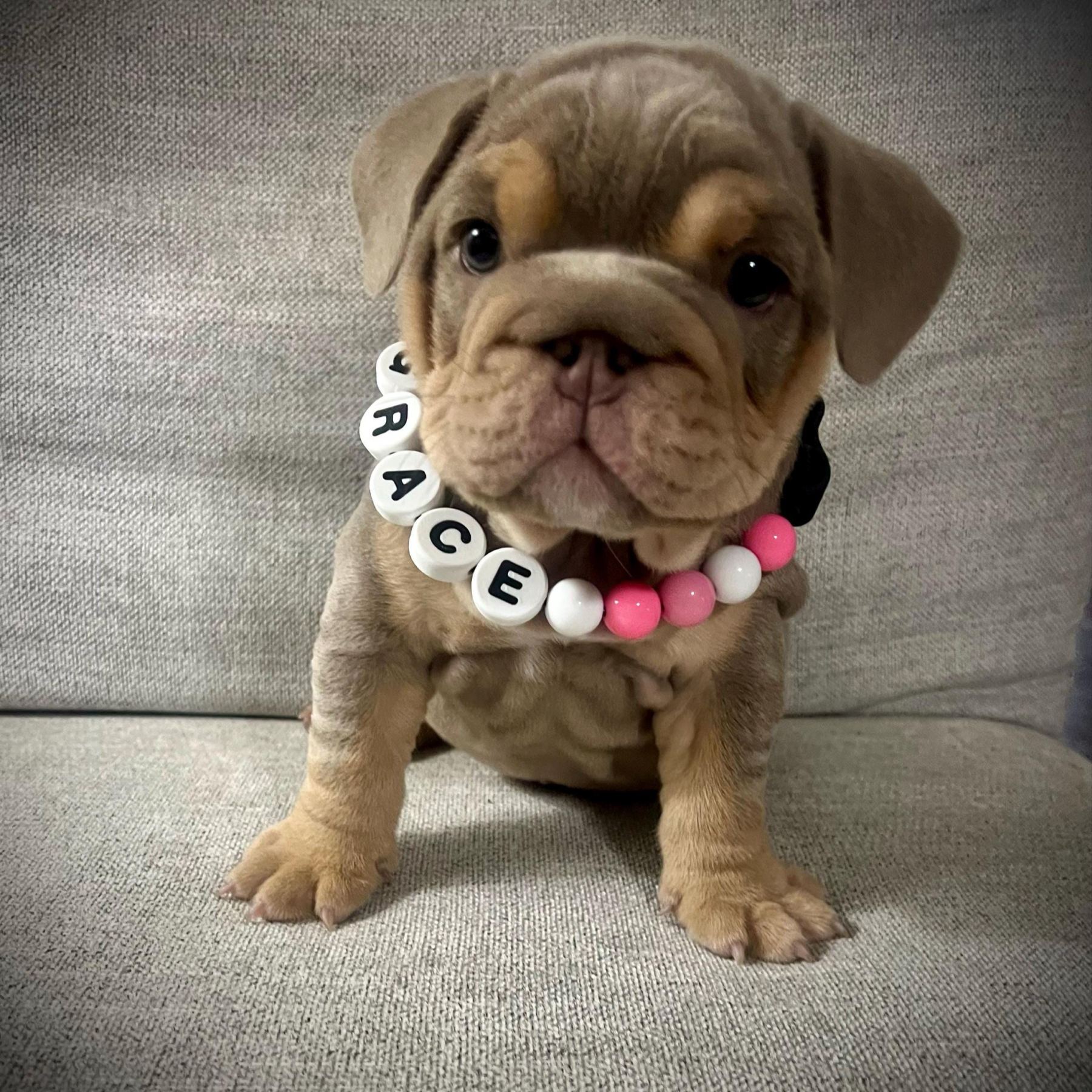 Personalized Handmade Beaded Pet Collar And Bracelet | BKPet213