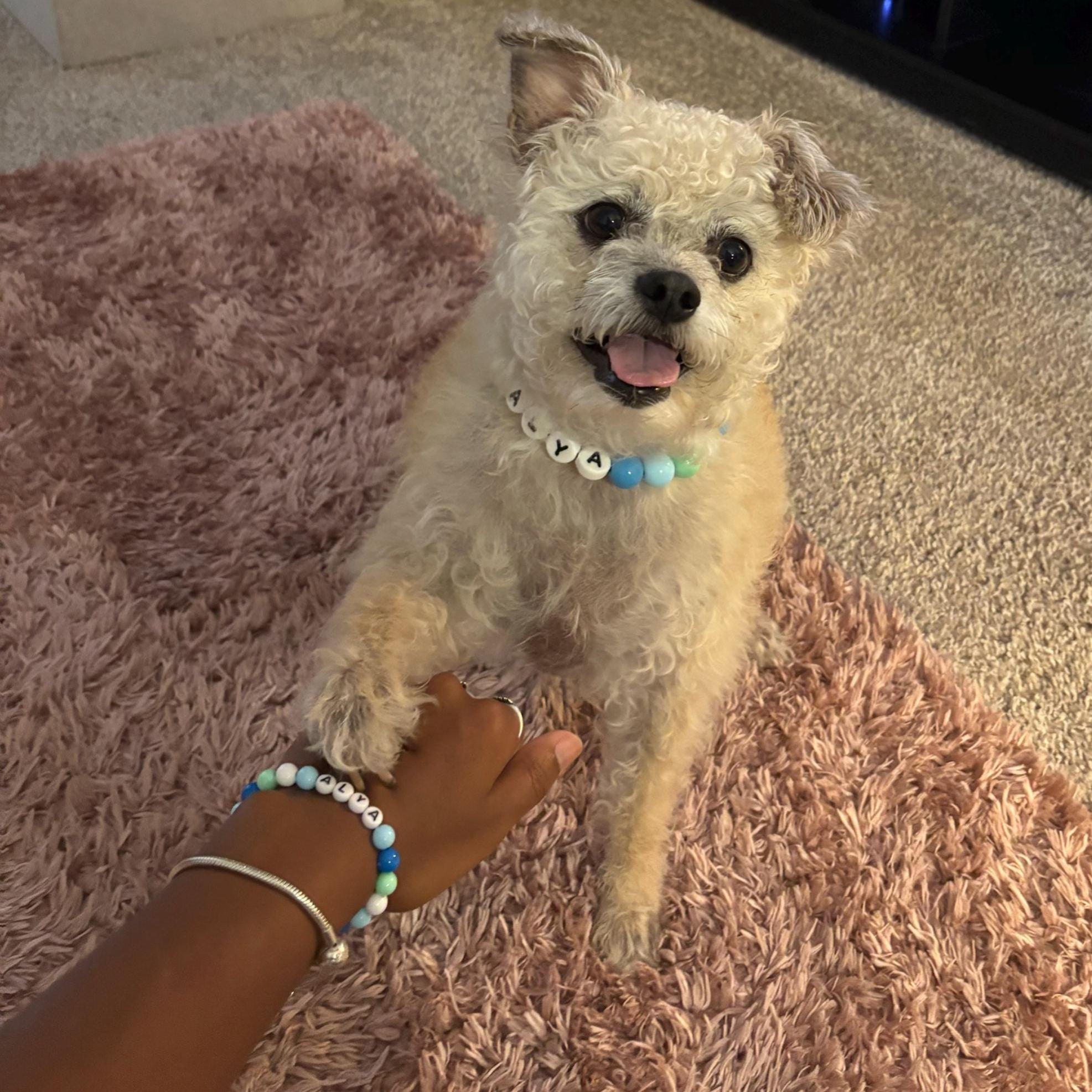 Personalized Handmade Beaded Pet Collar And Bracelet | BKPet213