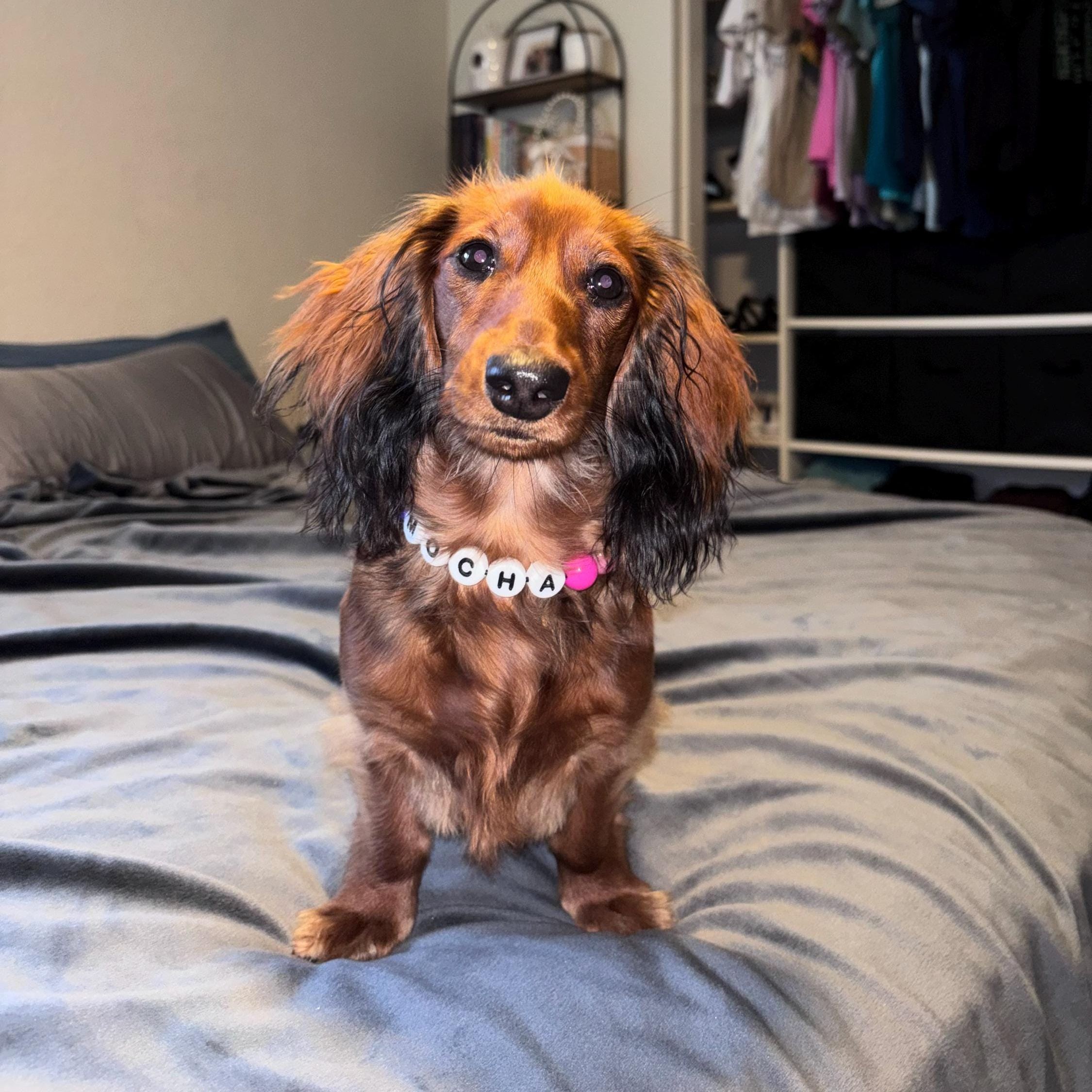 Personalized Handmade Beaded Pet Collar And Bracelet | BKPet213