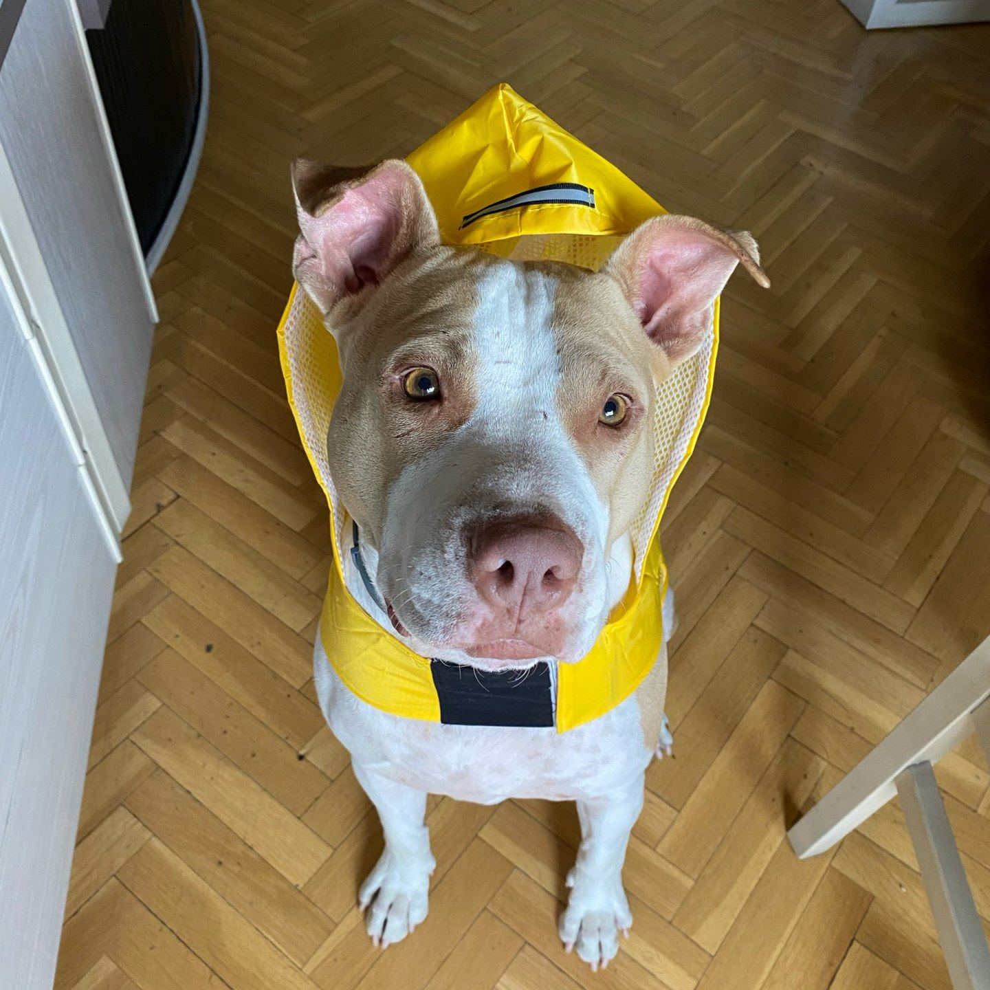 Personalized Pets Waterproof and Reflective Raincoat | BKPet270