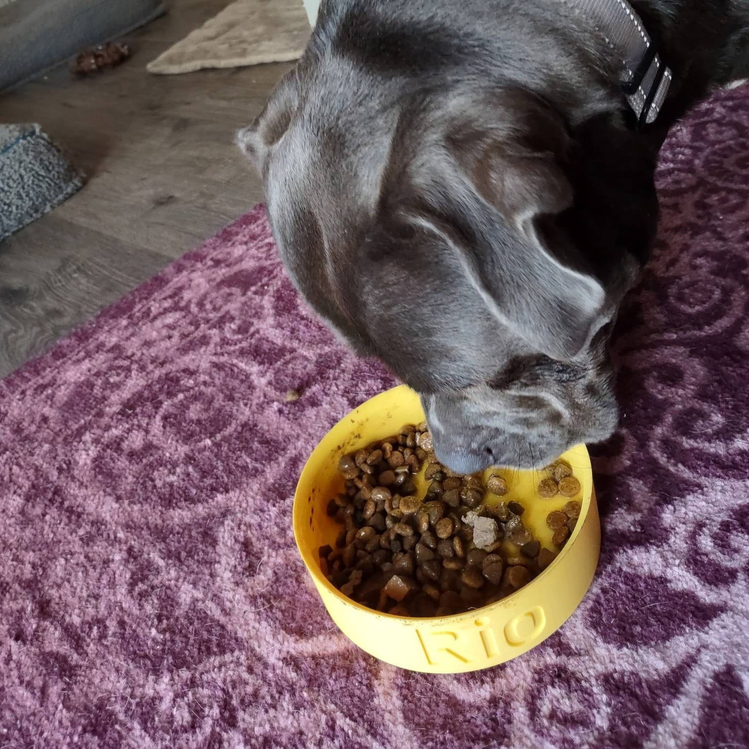 Personalized 3D Printed Name Engraved Pet Bowl | BKPet353
